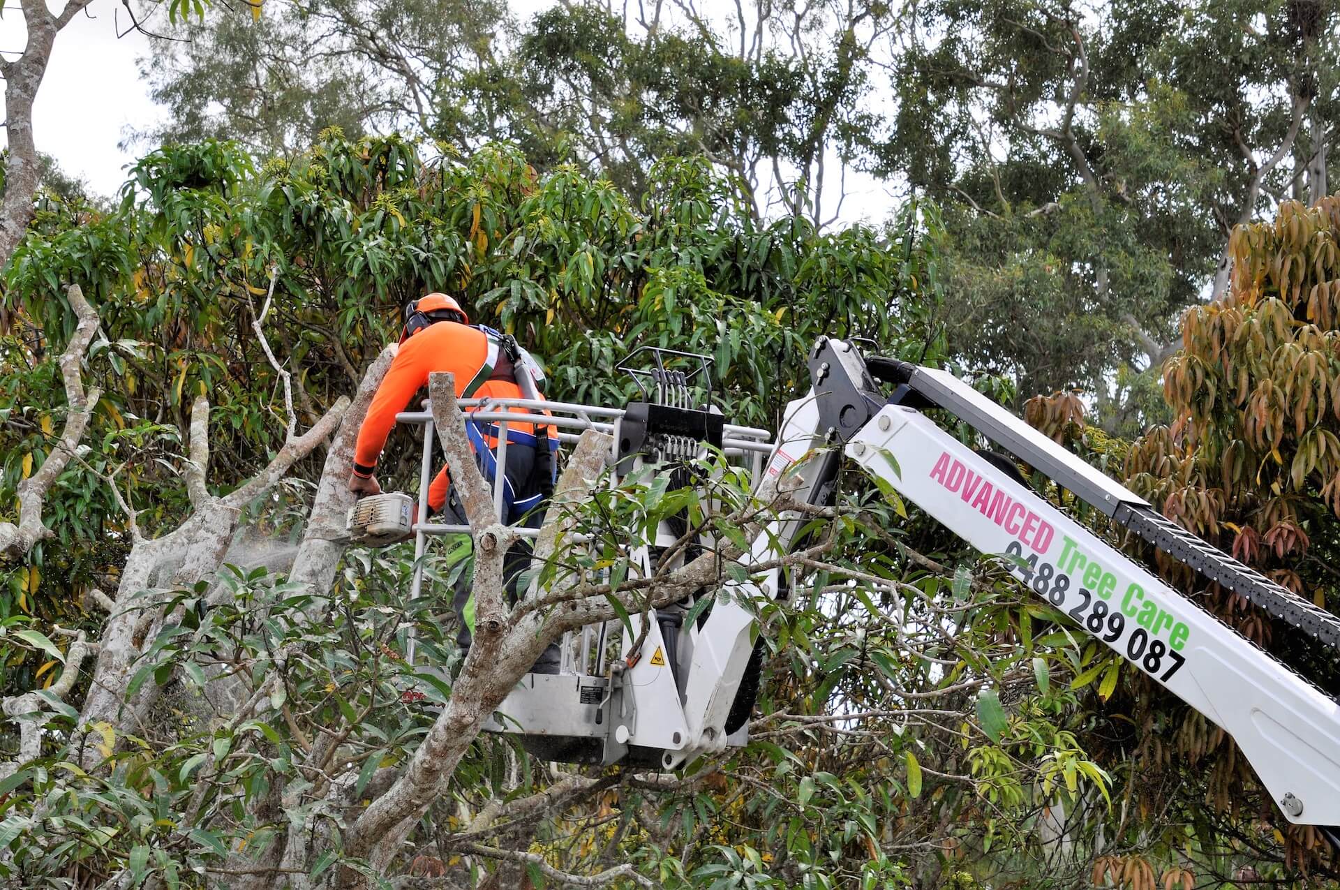 Advanced Tree Care soars high with Monitor 1575 spider lift