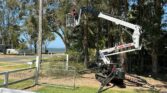 Monitor spider lift in a tree