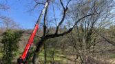 almac jibbi chopping trees