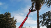 almac jibbi with palm tree