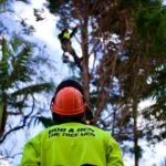 Rayco RG80 Stump Grinder: Why Ben Would Choose It Over the RG100